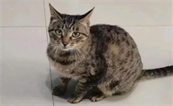 短尾狸花猫怎么回事呢