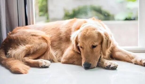 狗狗临死前会有哪些异常表现 狗狗临死前会有哪些异常表现