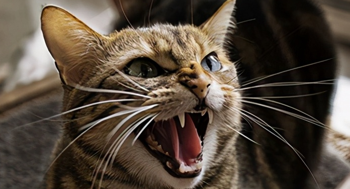 猫咪持续发生吼叫是为什么原因 猫咪持续发生吼叫是为什么原因