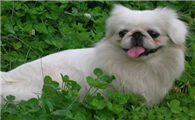 京巴犬在哪里买