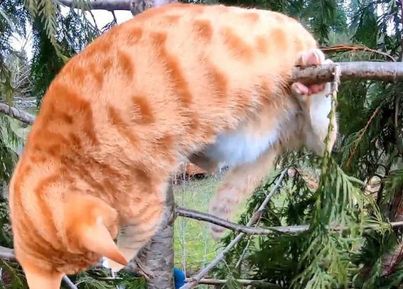 男子爬树救橘猫,结果回头一看还挂着一只猫 男子爬树救橘猫,结果回头一看还挂着一只猫