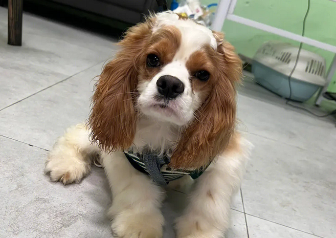 查理王小猎犬会不会掉毛