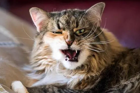 猫咪为什么整天晚上会乱叫怎么回事 猫咪为什么整天晚上会乱叫怎么回事