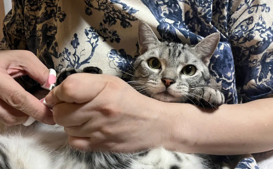给猫咪剪到血线会自动愈合吗 给猫咪剪到血线会自动愈合吗
