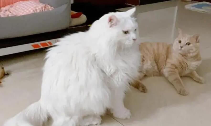 猫为啥转圈