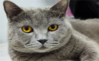 不纯蓝猫图片特征