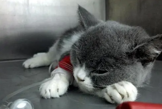 自己在家怎么给猫安乐