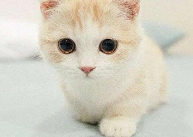 呆萌小奶猫图片