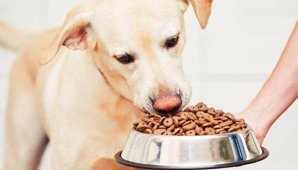 两个月狗狗吃什么狗粮最好呢
