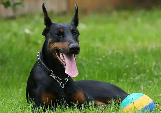 德国宾莎犬怎么养？感兴趣的来看看吧