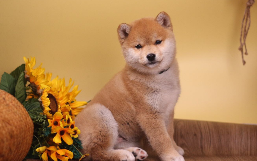 柴犬几个月性格稳定 柴犬几个月性格稳定