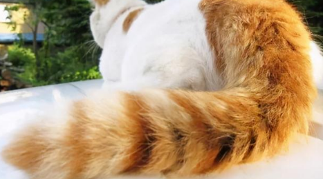 掐猫尾巴根有问题吗