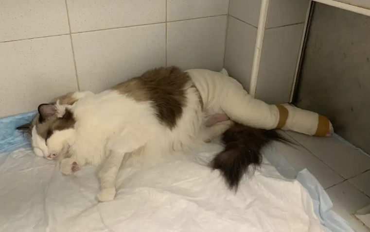 猫吃了异物做手术多少钱