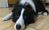 一文详解:边牧不能吃什么水果?