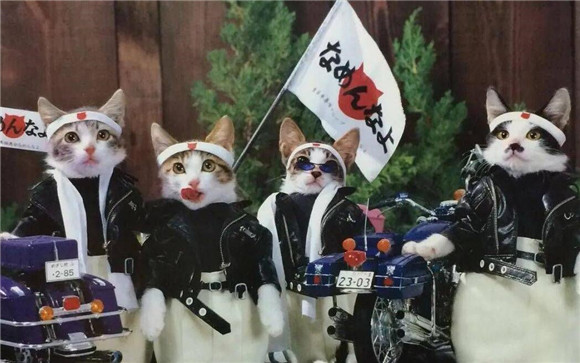 猪来穷,狗来富,猫来开当铺 猪来穷,狗来富,猫来开当铺