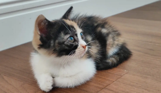 玳瑁猫和三花的区别 玳瑁猫和三花的区别