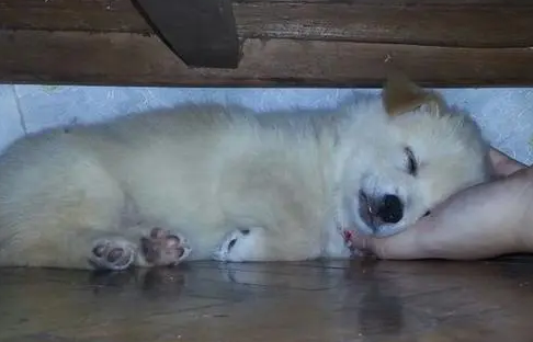 狗狗钻床底下睡觉是什么意思