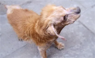 狗毛为什么会变成硬疙瘩