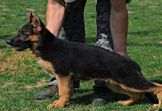 德牧幼犬怎么训练定点拉屎