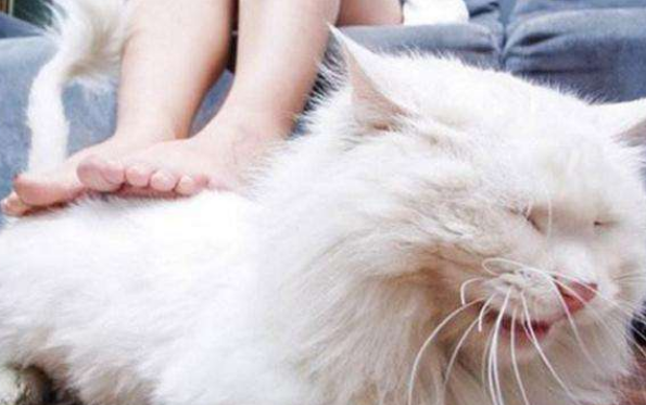 为什么揉猫咪背部会叫