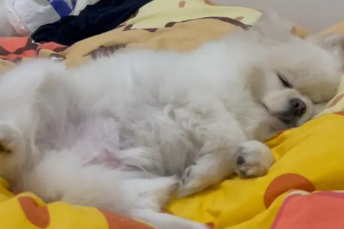 狗狗为什么喜欢翻肚皮呢