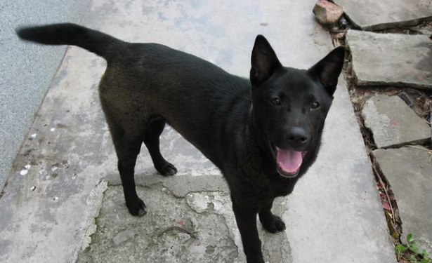 长大后的五黑犬有什么好处 长大后的五黑犬有什么好处
