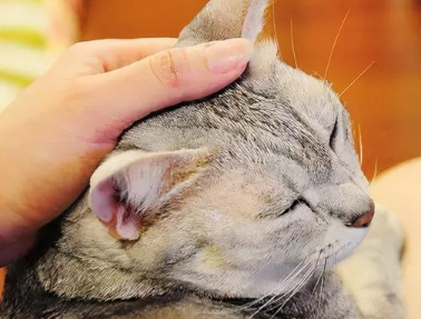 猫咪用头蹭是怎么回事