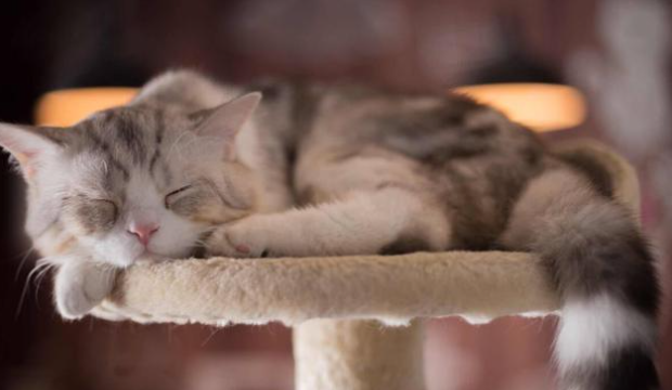 猫咪需要擦玻璃吗为什么呢