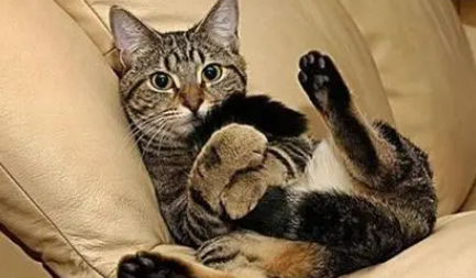 提猫尾巴把它倒提起来 提猫尾巴把它倒提起来