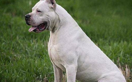 杜高犬性格有什么特点？真相竟然是这样的