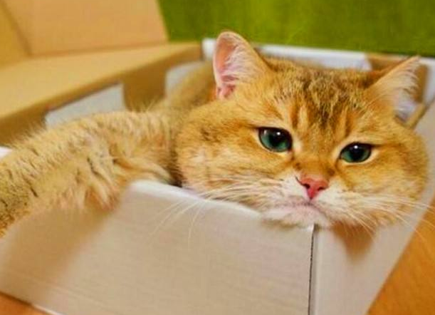 猫咪为什么会长得特别慢呢