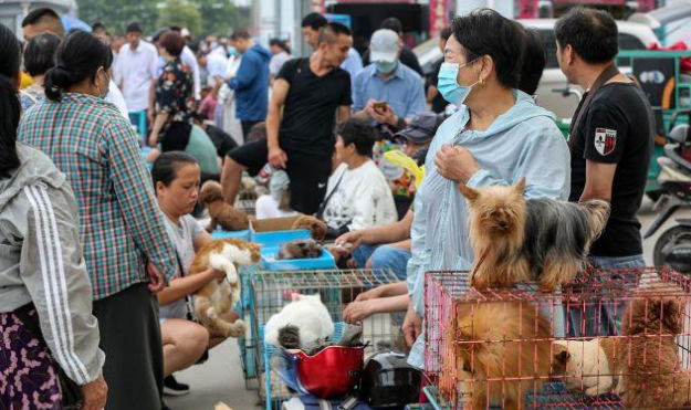 南京浦口区宠物市场 南京浦口区宠物市场