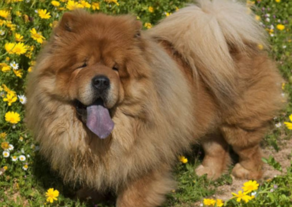 养松狮犬有什么注意的 养松狮犬有什么注意的