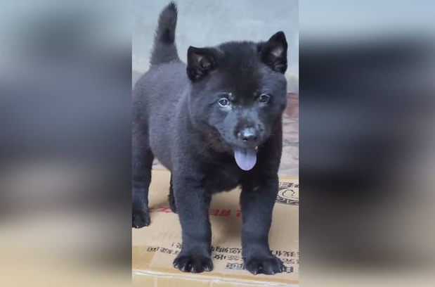 广西五黑犬能长多大 图片