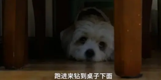 狗狗失踪7年后回家主人煮饺子庆团圆,网友:万物皆有灵 狗狗失踪7年后回家主人煮饺子庆团圆,网友:万物皆有灵