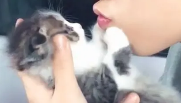 猫咪为什么总抓主人脸呢 猫咪为什么总抓主人脸呢