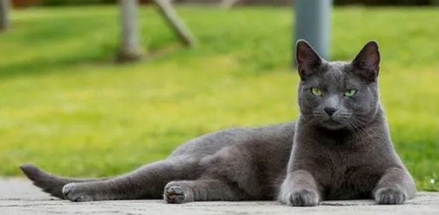 俄罗斯蓝猫和什么猫配最好 俄罗斯蓝猫和什么猫配最好