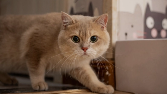 猫可以不打疫苗吗
