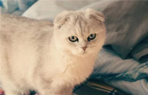 猫咪为什么摔跟头还叫个不停