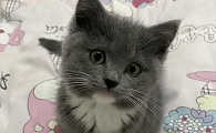 蓝猫和布偶的串串