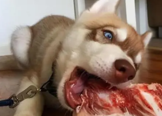 狗狗吃多了肉上吐下泻怎么办 狗狗吃多了肉上吐下泻怎么办