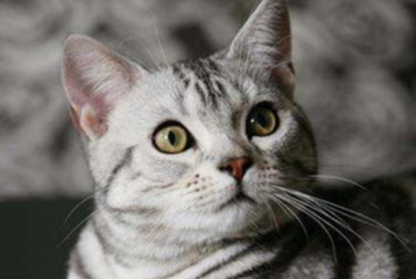 英短虎斑猫就是不纯吗 英短虎斑猫就是不纯吗