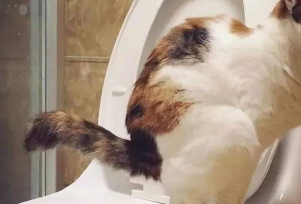 猫咪为什么在家里拉屎