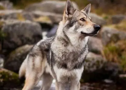 捷克狼犬怎么洗澡？洗澡注意事项有哪些？