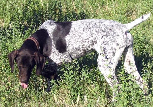 波音达犬缺点和优点 波音达犬缺点和优点