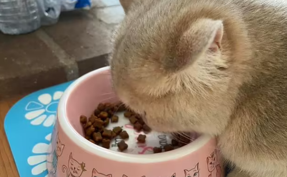 如何低成本拿狗粮喂猫粮呢 如何低成本拿狗粮喂猫粮呢