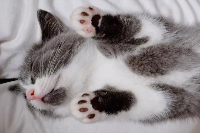 猫对主人的记忆有多久