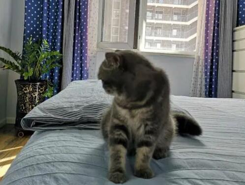 猫咪为什么很想进卧室里睡觉