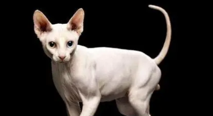 加拿大无毛猫感冒吃什么药?为什么会感冒? 加拿大无毛猫感冒吃什么药?为什么会感冒?