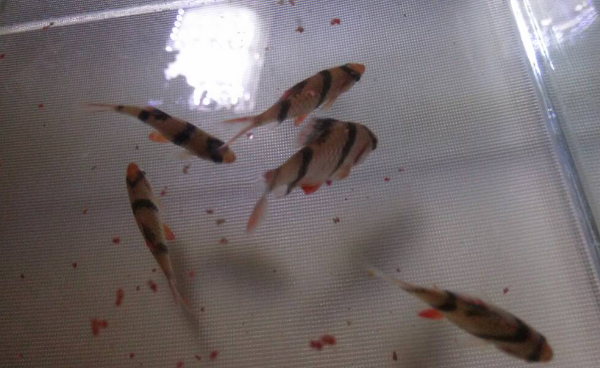 养鱼不死鱼的三个绝招